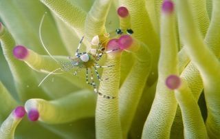 Cursos de Biología Marina