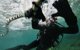 Picadura de Serpientes Marinas