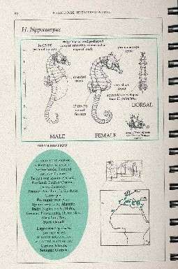 Proyecto Seahorse Proyecto Seahorse